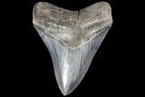 Serrated, Fossil Megalodon Tooth - Bluish Enamel #87093-1